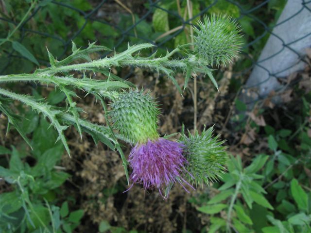 Cirsium vulgare